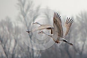Two sandhill cranes flying with bare trees in the background