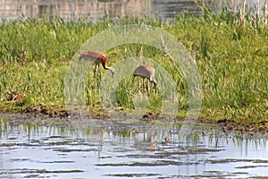 Two Sandhill Cranes Foraging In Mud At Marsh