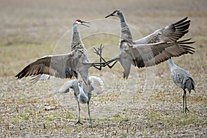 Two sandhill cranes in a mating display activity