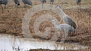 Two sandhill cranes standing by a pond