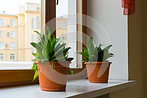 Two sansevieriya stand on windowsill