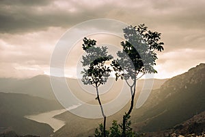 Two saplings in front of an lake on a cloudy and rainy day.