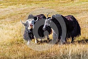 Two sarlyks domesticated yaks on a pasture in the steppe