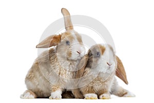 Two Satin Mini Lop rabbits next to each other, isolated