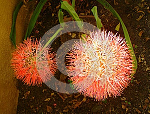 Two Scadoxus Multiflorus Haemanthus Multiflorus, Blood Lily Flowers