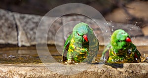 Two scaley breasted lorikeets taking a bath photo