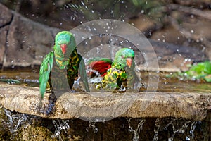 Two scaley breasted lorikeets playing in the water photo