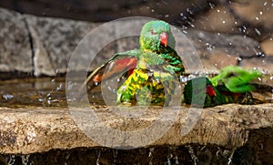 Two scaley breasted lorikeets flapping their wings