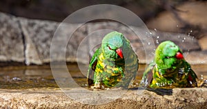 Two scaley breasted lorikeets taking a bath