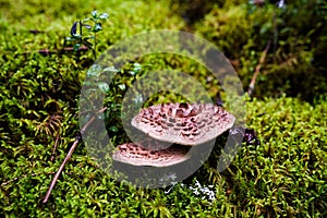 Two scaly tooth fungus mushrooms