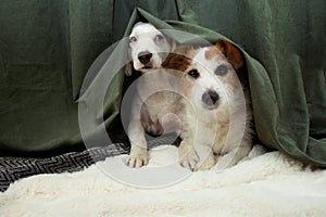 Two scared or afraid puppies dogs hide behind a green curtain because of fireworks, thunderstorm or noise