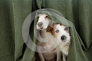 Two scared or afraid puppy dogs wrapped with a curtain