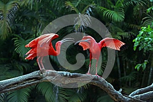 Two scarlet ibis vying for space on tree trunk photo
