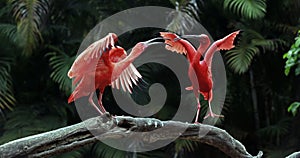 Two scarlet ibis vying for space on tree trunk photo