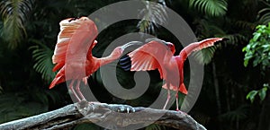 Two scarlet ibis vying for space on tree trunk photo