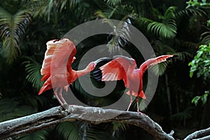 Two scarlet ibis vying for space on tree trunk photo