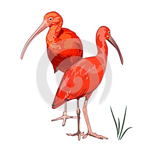 Two Scarlet Ibises