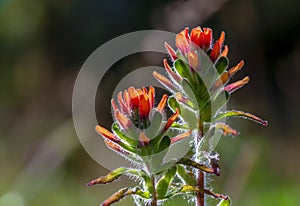 Two scarlet Indian paintbrush flowers