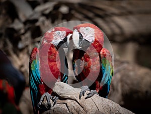 Two scarlet macaw`s snuggling on a branch