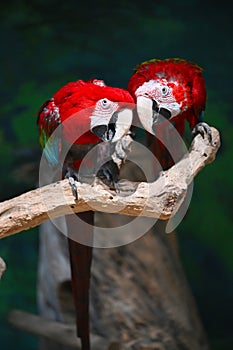 two scarlet macaws