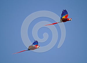 Two scarlet macaws flying side by side with blue sky in the background