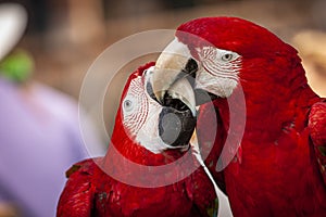 Two scarlet Macaws playing black to beak while perched