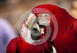 Two scarlet Macaws playing black to beak while perched