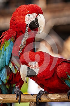Two scarlet Macaws playing while perched
