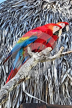 Two Scarlet McCaws sitting on a branch