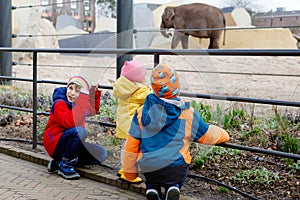 Two school kid boys and baby girl watching elephants in zoo. Happy family exploring animals and having fun. Excited