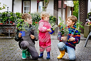 Two school kids boys and little toddler girl with tomato and cucumber seedings. Three children gardening in spring on