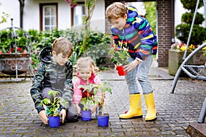 Two school kids boys and little toddler girl with tomato and cucumber seedings. Three children gardening in spring on