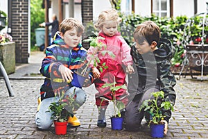 Two school kids boys and little toddler girl with tomato and cucumber seedings. Three children gardening in spring on