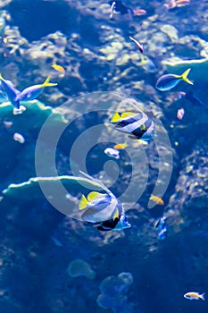 Two Schooling Bannerfishs and other Small Colorful Fishs Swimming through Coral Reef, Australia