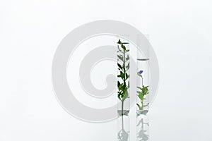 Two scientific glass test tube with green plant and purple flower in cosmetic medical laboratory white background