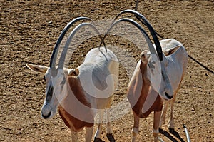 Two scimitar horned oryx antelopes