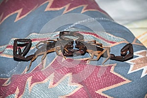 Two scorpions fighting on a bed cover inside a home in Guetamala