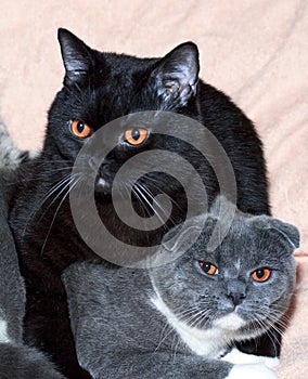 Two Scottish - British cats are lying on the bed