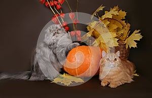 Two Scottish cat with autumn leaves