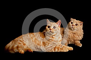 Two scottish cats