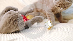 Two Scottish fold kittens lie on the bed on a knitted blanket and play with Christmas decorations