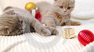 two scottish fold kittens lie on the bed on a knitted blanket and play with Christmas decorations