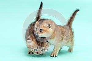 Two Scottish fold kittens, one month old, chinchilla color on a soft blue background.