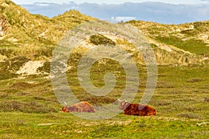 Two Scottish Highland cattle, a bull and a cow, lying in the North Holland dune reserve, one asleep. Netherlands