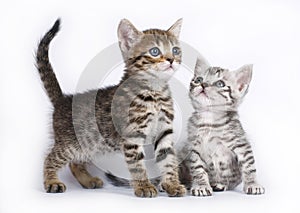 Two Scottish kitten sitting on a white