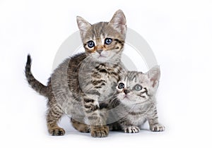 Two Scottish kitten sitting on a white