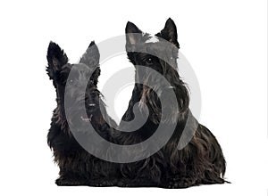 Two Scottish Terriers sitting