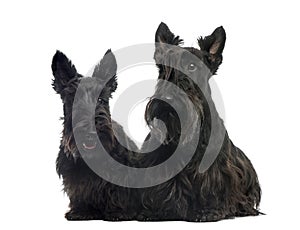 Two Scottish Terriers sitting