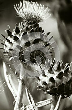 Two Scottish Thistle flowers in garden closeup in mono tone