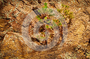 Two scraggly little pine trees clinging to a rocky red mountainside in Colorado USA